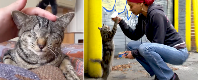 Hook, Line, and Sinker, rescued cats, Latonya Sassee Walker, Brooklyn Cat Cafe