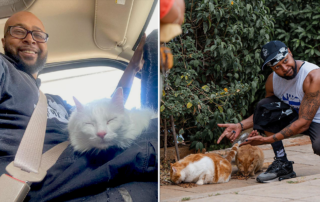 Sterling TrapKing Davis, how to help stray cat families, TNR efforts