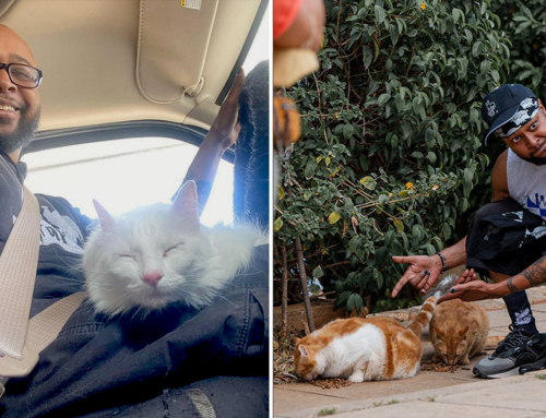 Sterling and ‘Expurrt’ Advice on How to Help Stray Cat Families