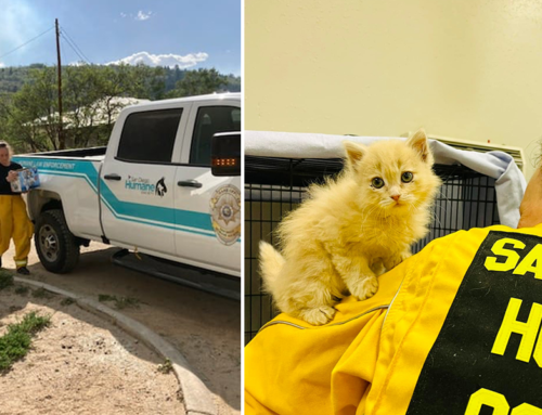 Kitten Saved in New Mexico Wildfires Named After Her Volunteer Rescuer