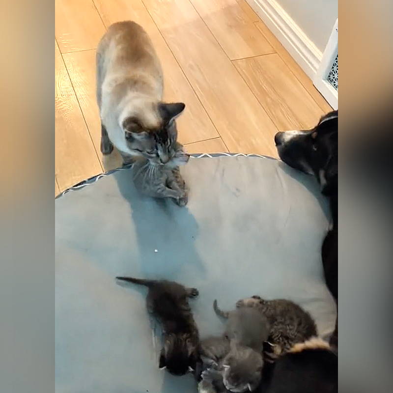 Mama cat brings kittens to the dog bed