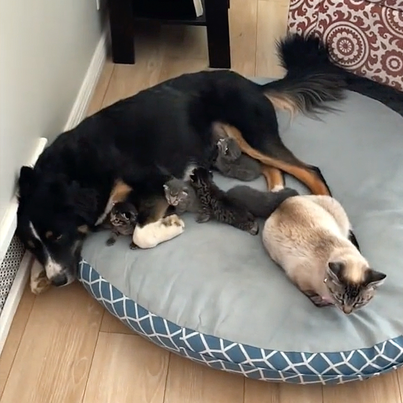 Siamese cat brings kittens to Toby the dog
