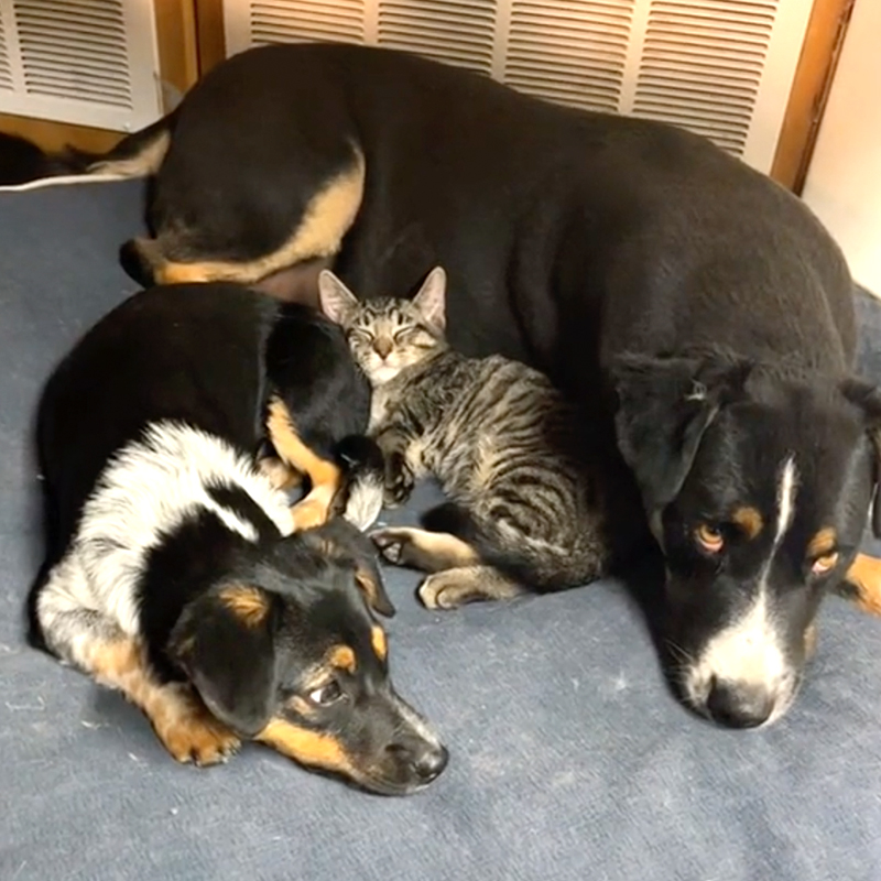 Toby and Bruno with kitty on a dog bed