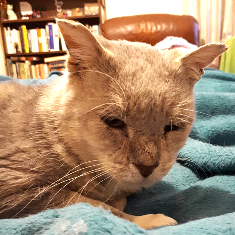 older kitty on blue blanket