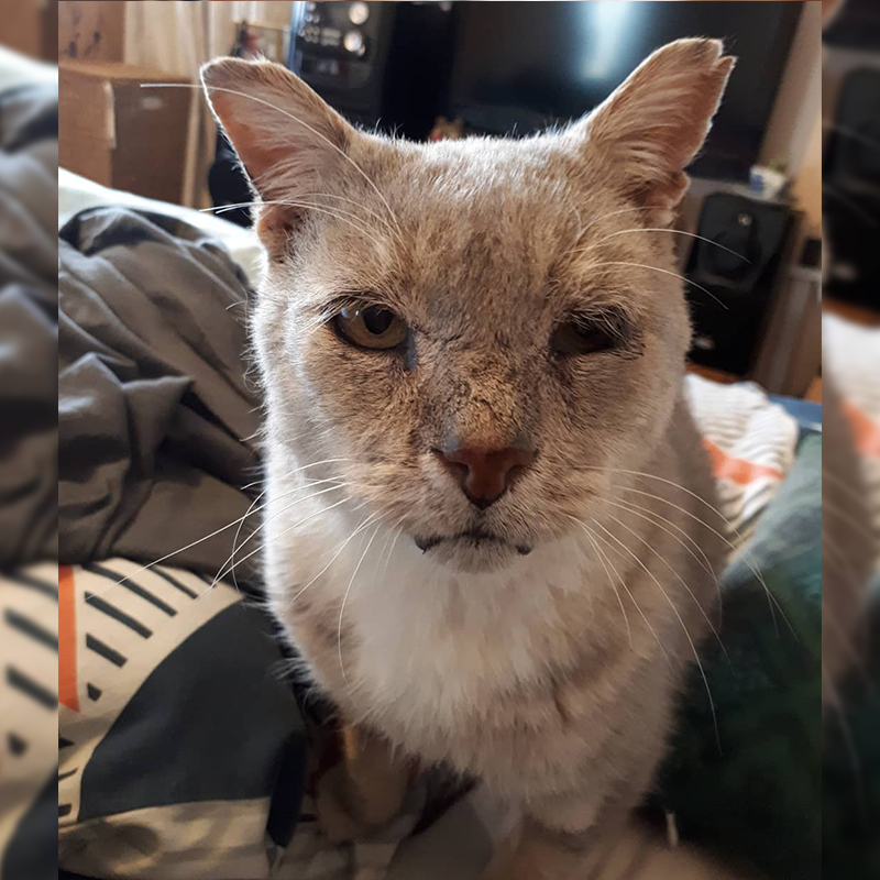 Very Old Kevin, older cat, senior cat on bed