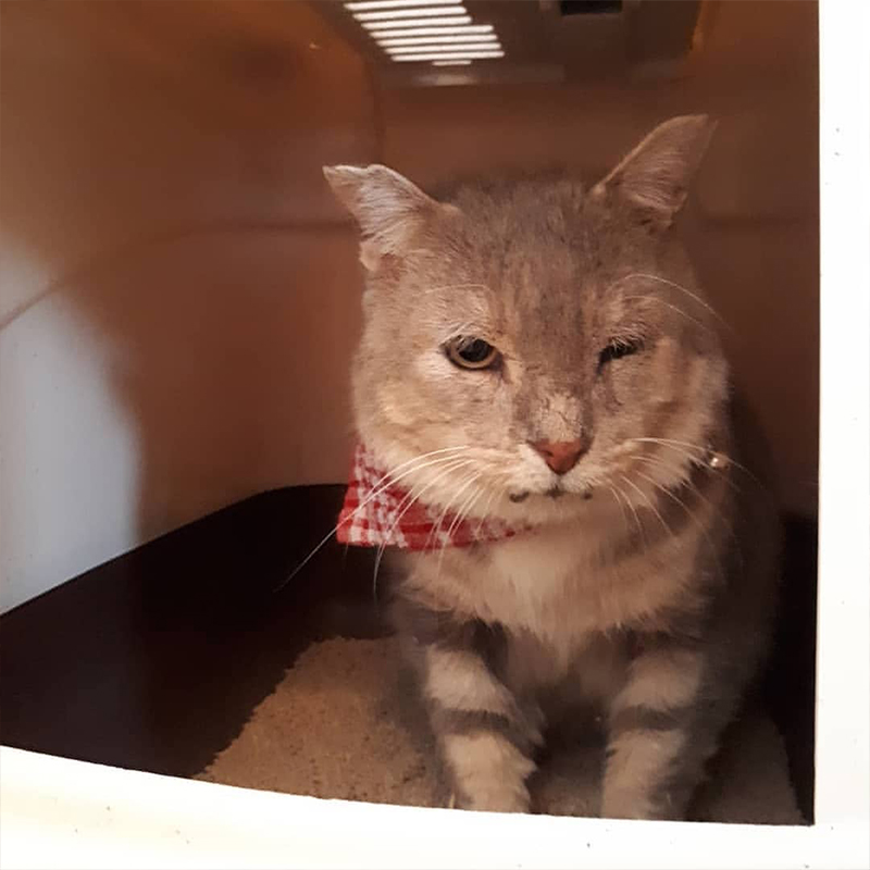 Very Old Kevin in the shelter