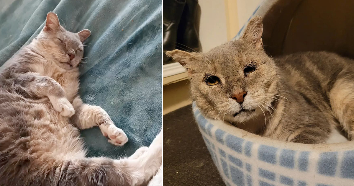 Rescued Senior Cat, 'Very Old Kevin' is the Most Lovable Character