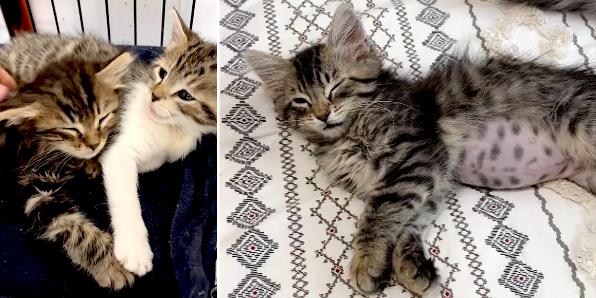 Violet and Penelope, Here, Have a Kitten! Rescuer, Los Angeles, California