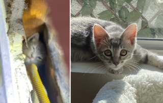 Wally, kitten rescued from wall, Kitty Bungalow Charm School for Wayward Cats, Los Angeles