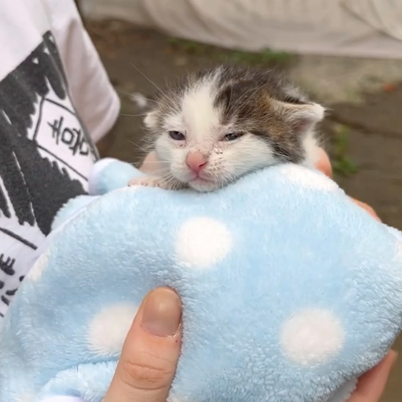When rescuers first took in the kitten Win