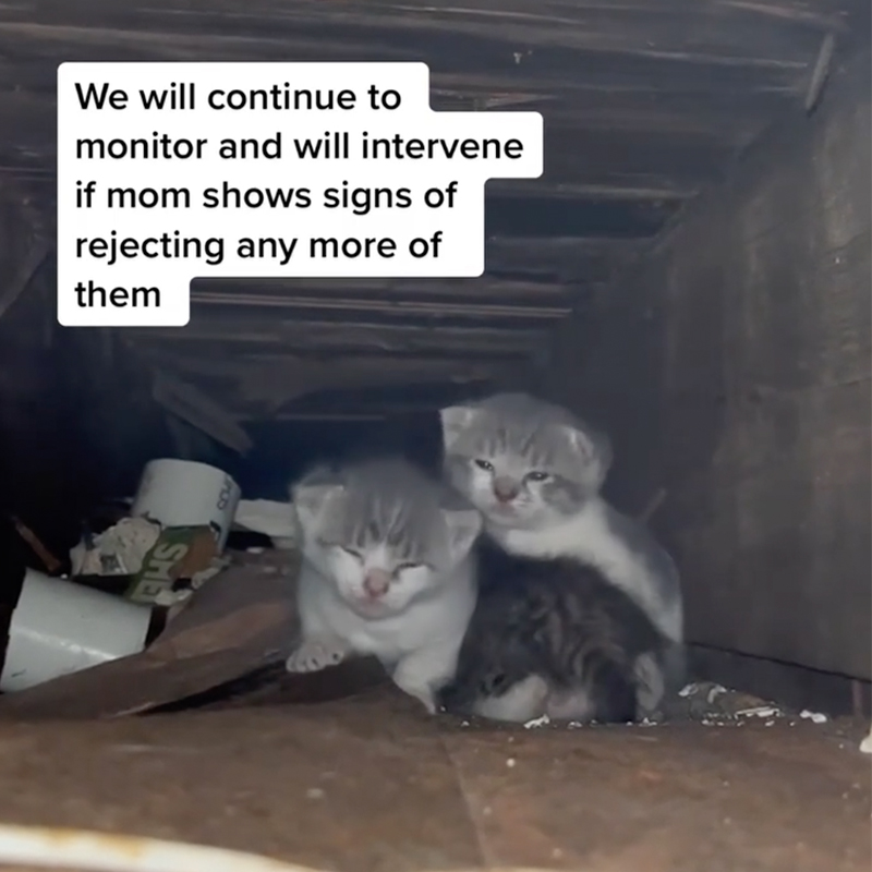 Two siblings of rescued kitten in ceiling of Brooklyn basement