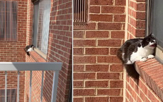 cat on a ledge, Alexandria, Animal Welfare League of Alexandria
