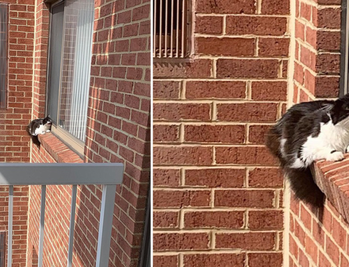 Heroes Come to the Rescue After Woman Finds Cat on Neighbor’s Ledge