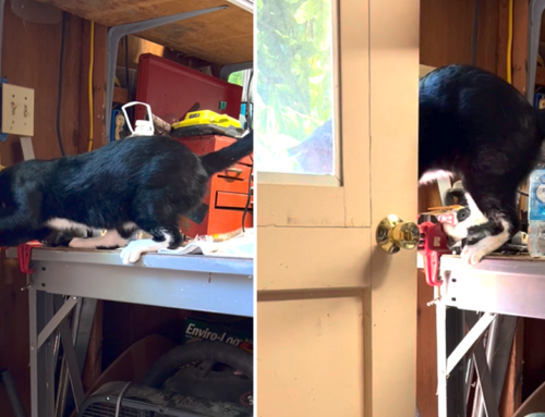 Cat Caught on Camera Walks Up and Opens Door Knob Like a Pro