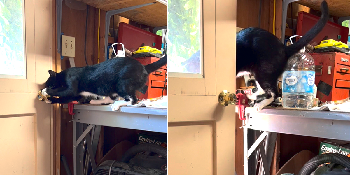 Cat opens door knob on Reddit, Tuxedo Cat