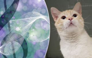 Healing power of sound, frequencies, cat, Humane Society Of Greenwood, South Carolina