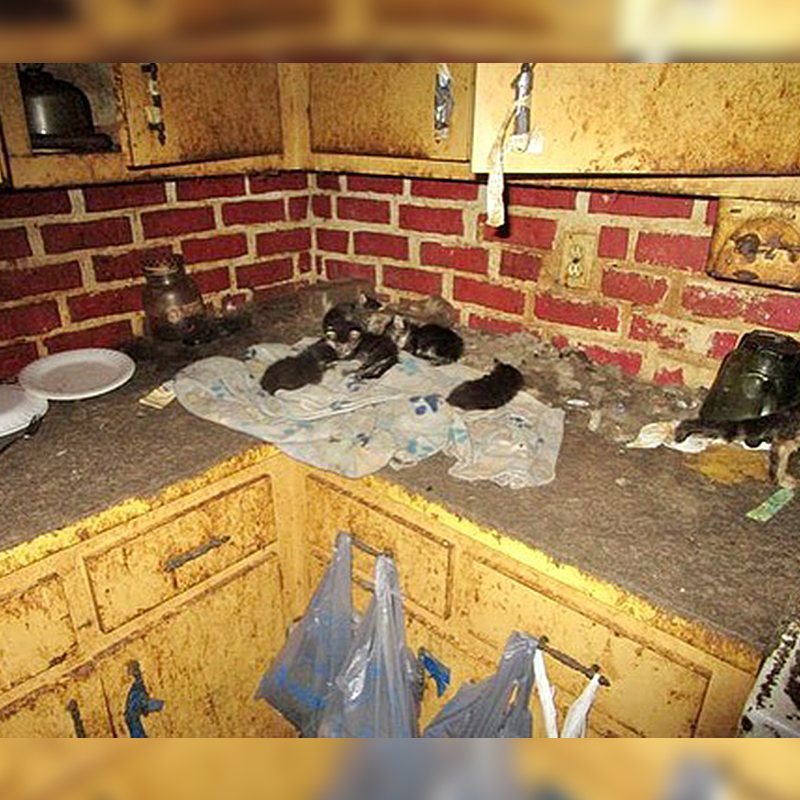cats in hoarding house, kittens on counter