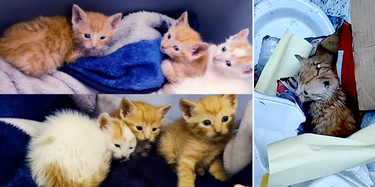 Kittens rescued from garbage truck, turboterry77, TikTok
