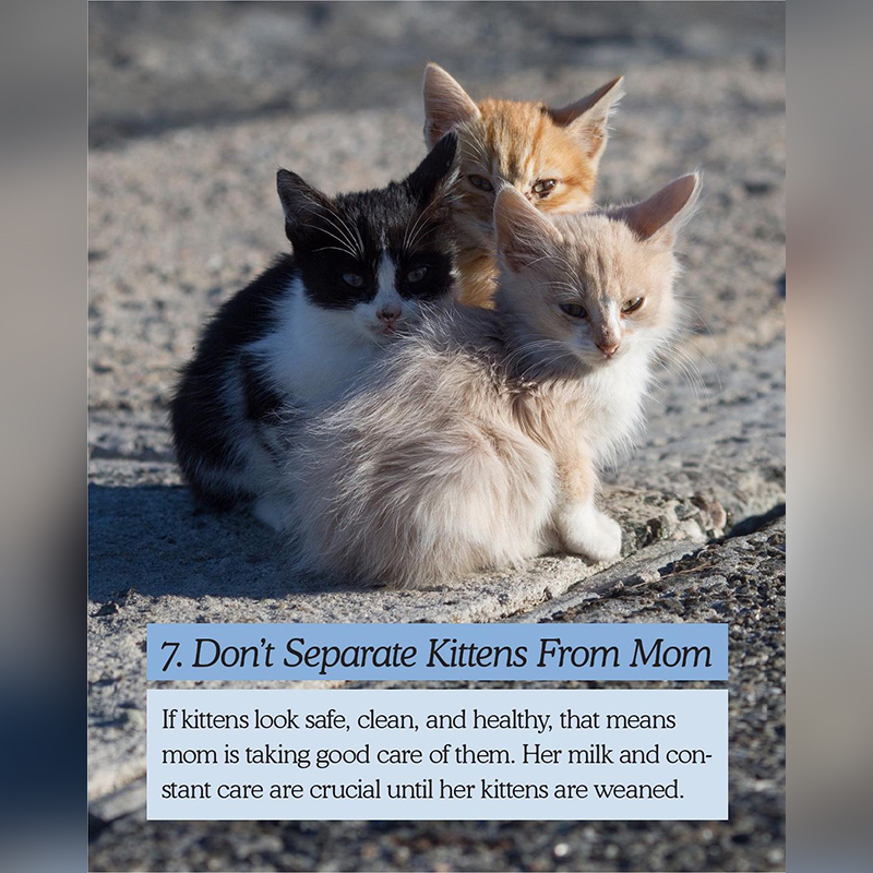Group of kittens, don't separate kittens from mother
