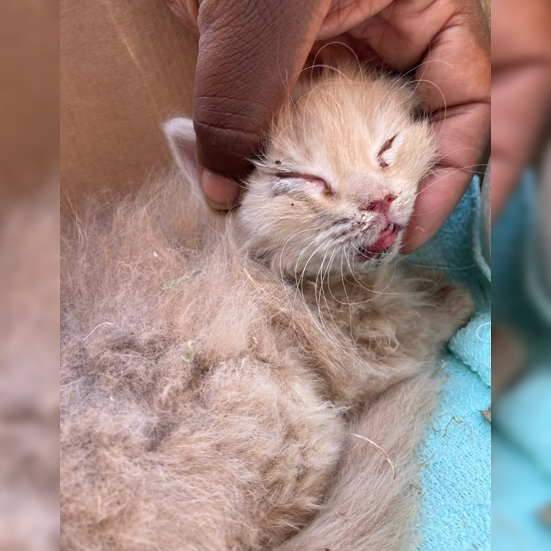Summer the kitten saved from wildfires in New Mexico
