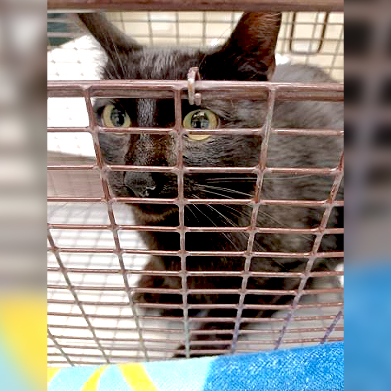 cat saved by Humane Society of the Pikes Peak Region