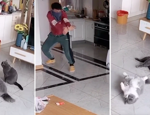Two Cats ‘Understand the Assignment’ and Play Dead in Viral Video