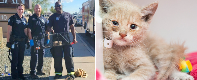 Kittens rescued by Arizona Humane Society AHS and Phoenix Fire Department, Chandler Fire Department