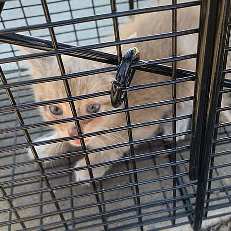 Cute kitten safely in humane trap