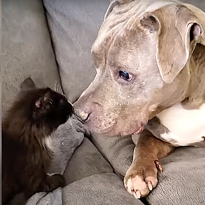 Augustus Gloop the kitten and new friend, a pit bull in foster care