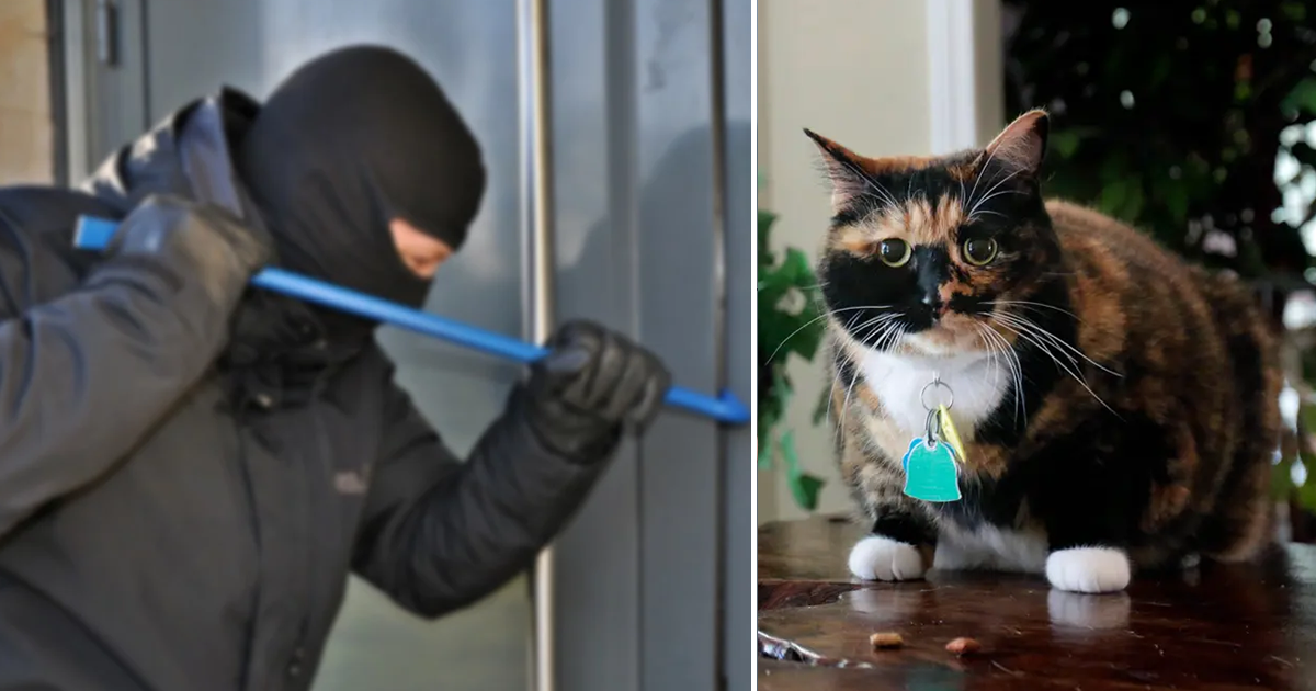 Cat Taken During Burglary in Shelton Returned to Owner – NBC