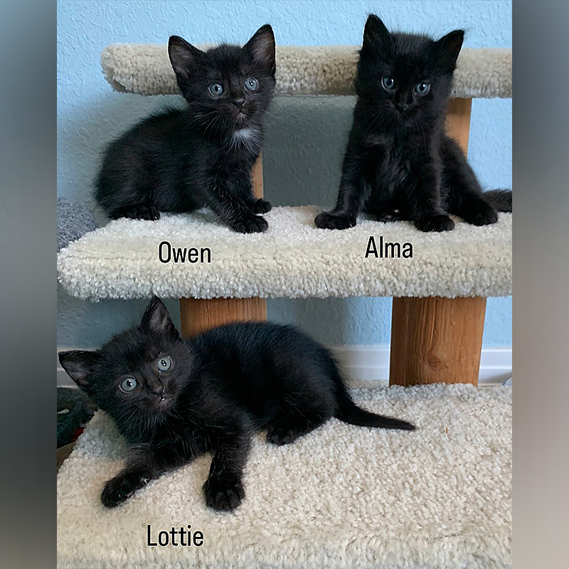Owen, Alma, and Lottie the kittens