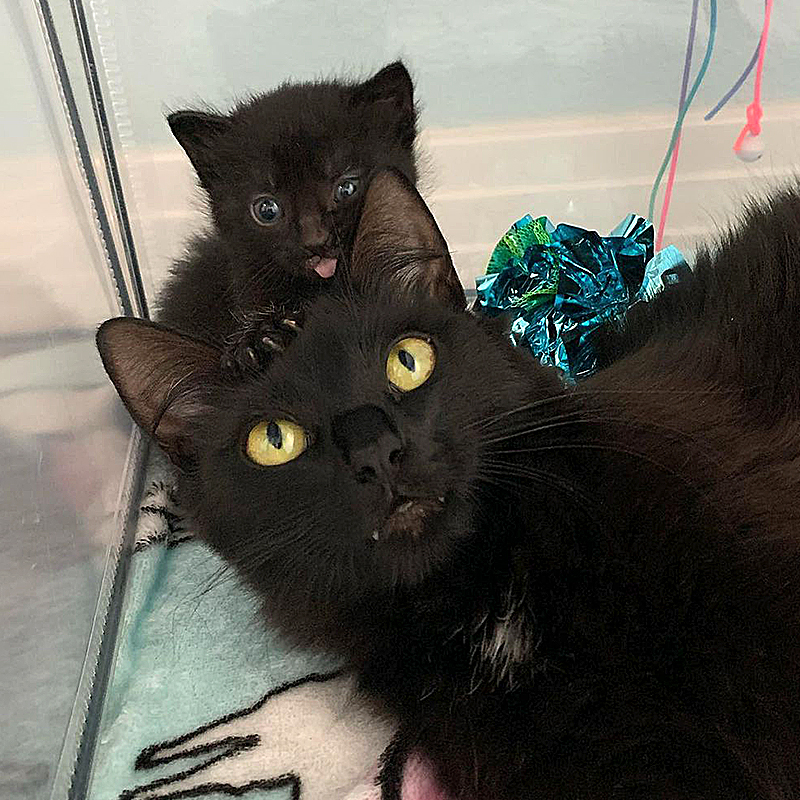 Mama black cat with black kitten sticking out tongue