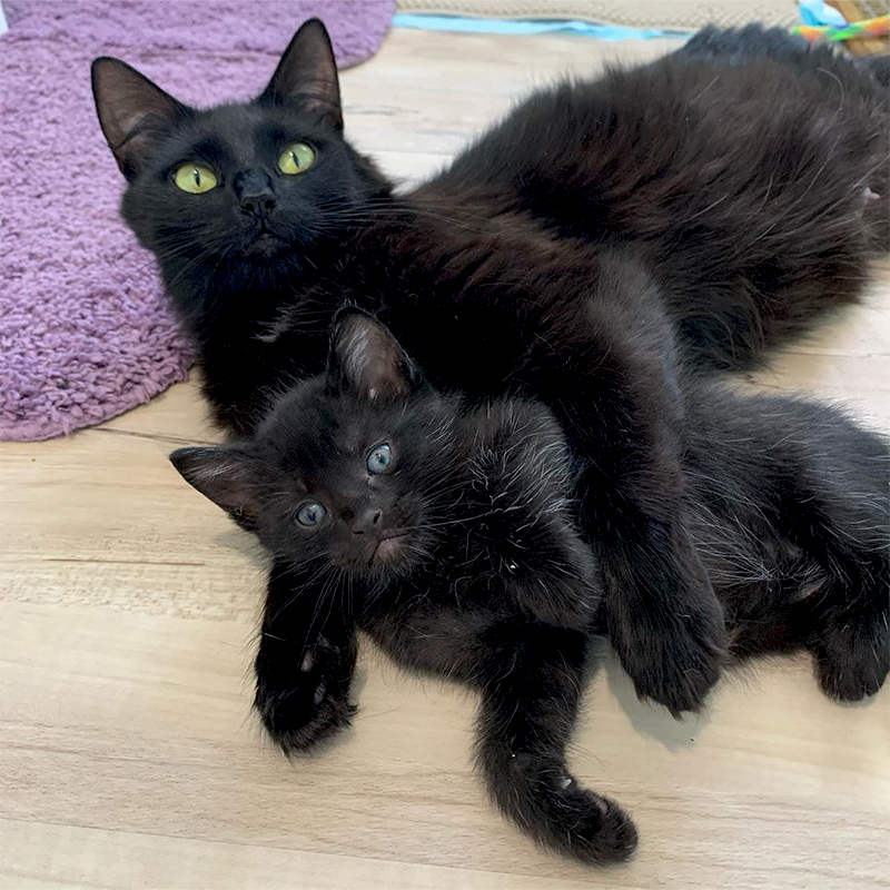 Birdie the mama cat with Own her biggest kitten