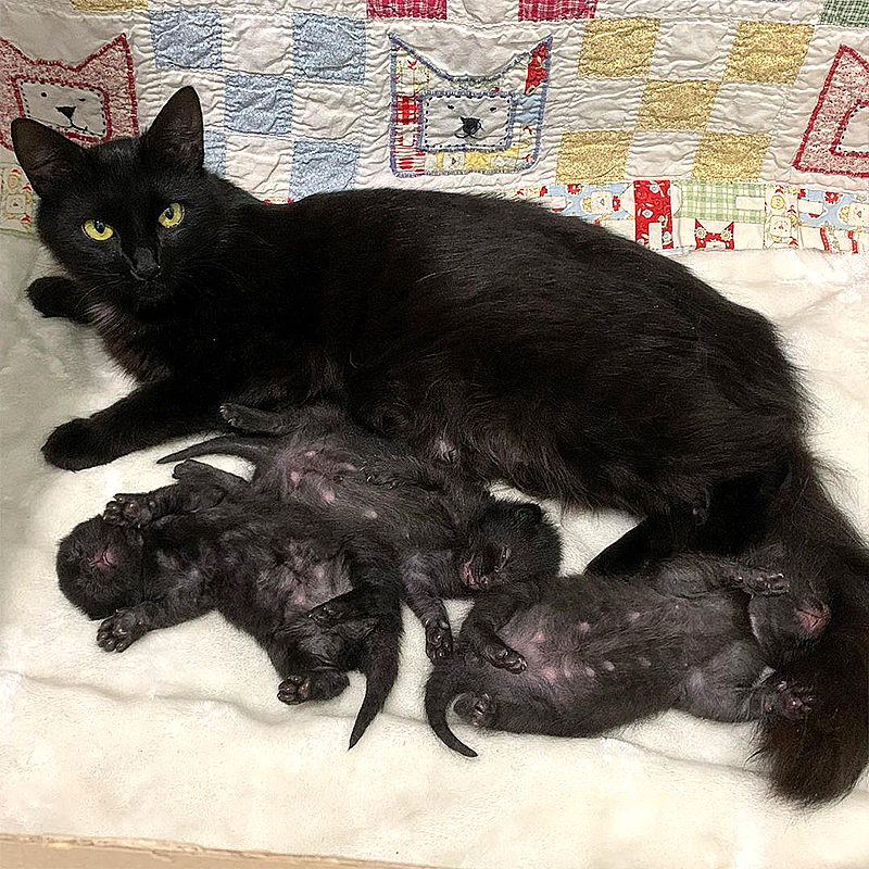 Birdie the mama cat from Oregon with her litter of 3 kittens