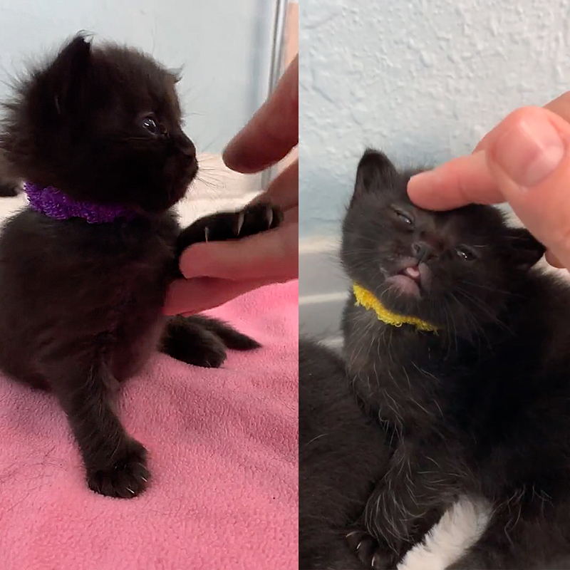 Baby black kittens with colorful collars