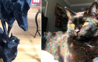 Blaze, blind dog and his guide Satin the black cat, Robin Wagner, TikTok