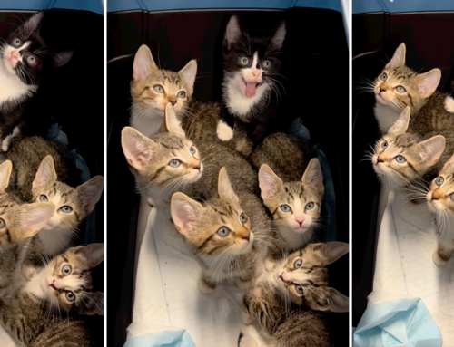 Rescued Brooklyn Kittens Form ‘Synchronized Head Tilt Team’