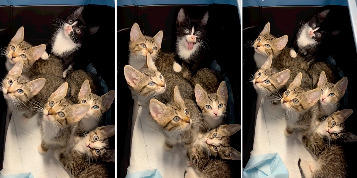 Brooklyn Cat Cafe, Synchronized Head Tilt Team, Kittens, Rescue, New York City