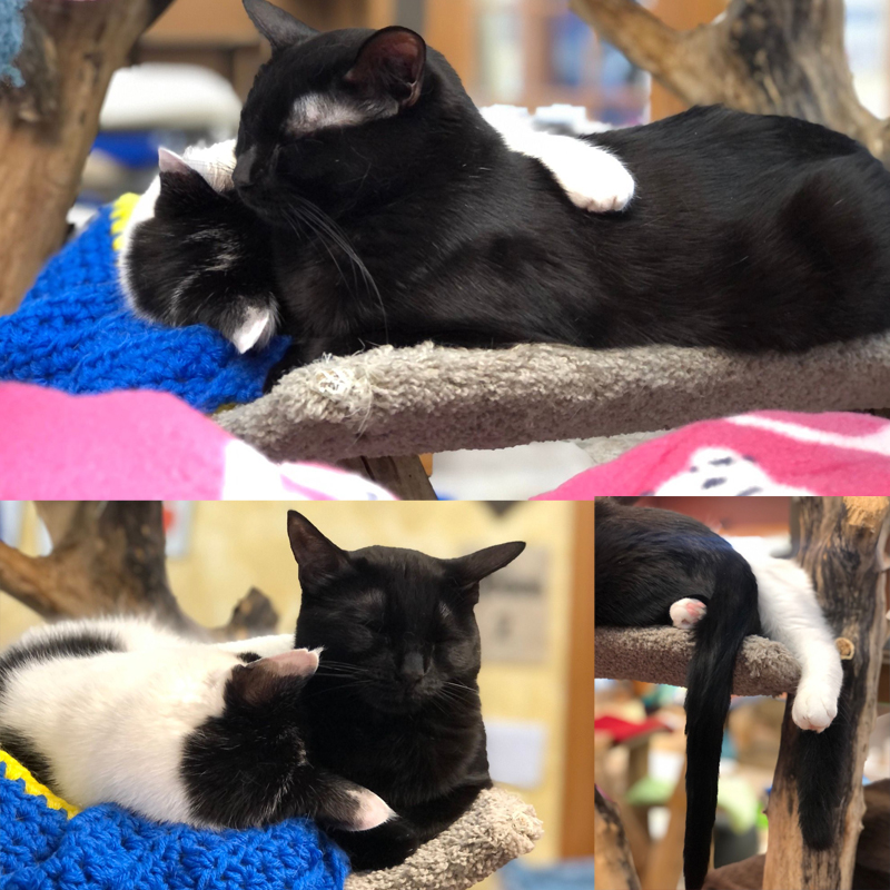 Cat cuddling collage