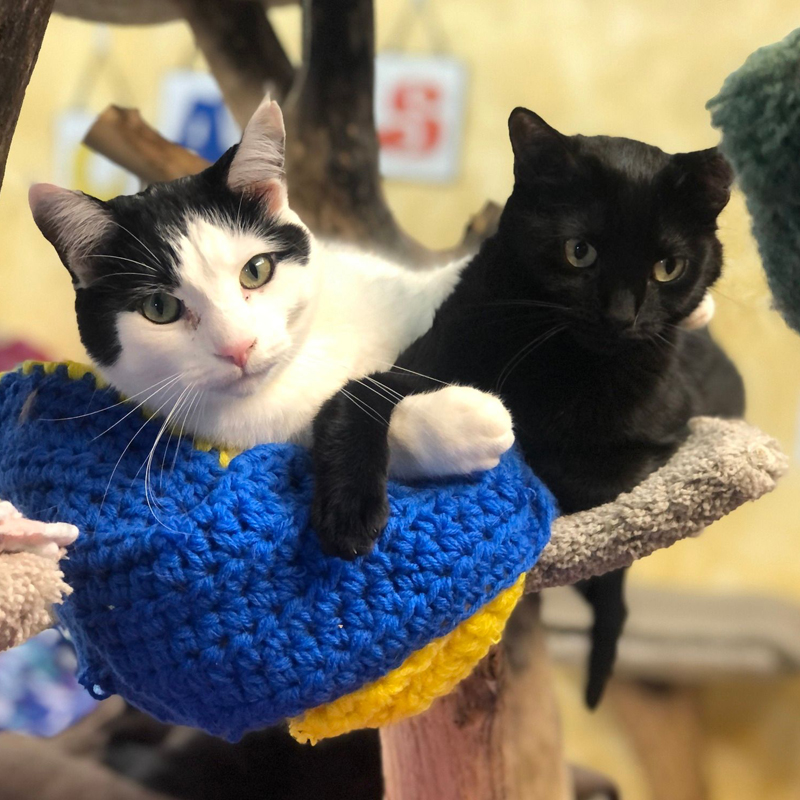 cats cuddling in the cat tree