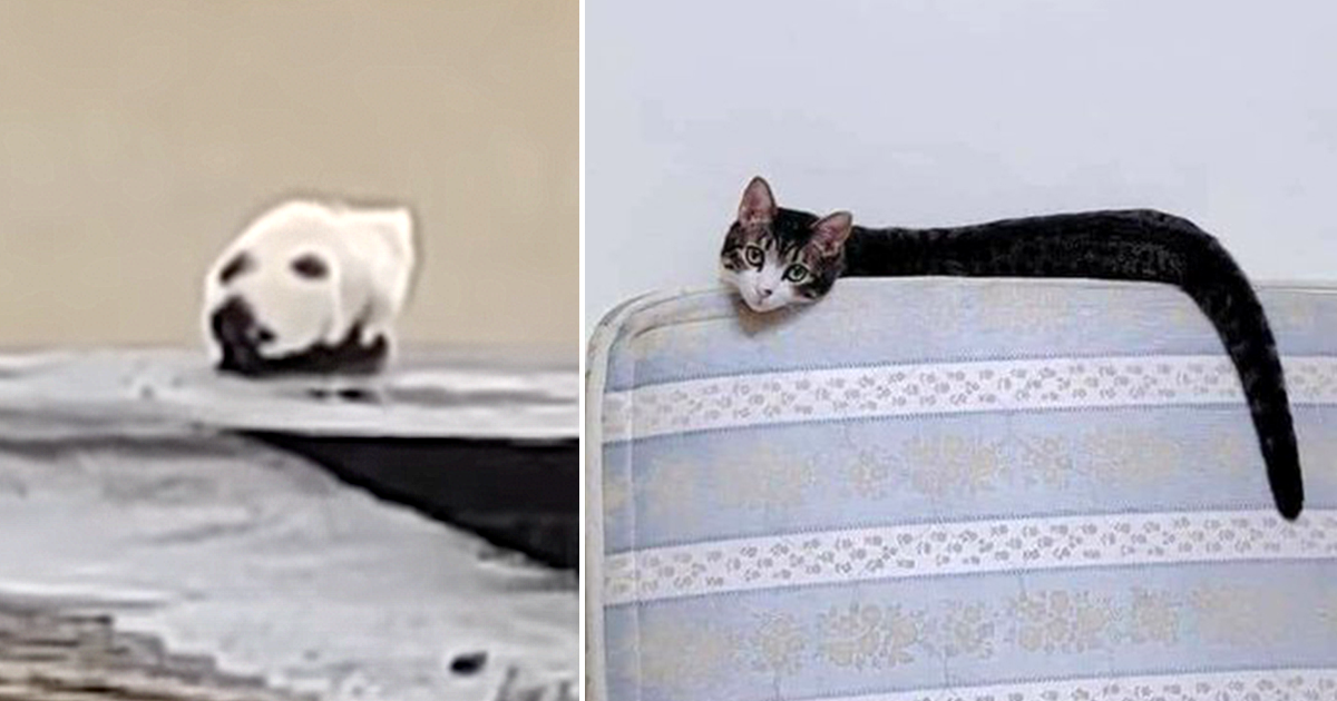 People React as Cats Show They are Masters of Optical Illusions