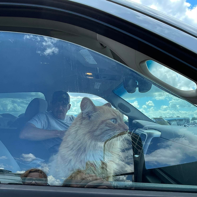 Delilah the cat in the car window