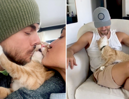 Cat Dad and Dancer Derek Hough Is ’InCatpasitated’ With Tabby on His Lap