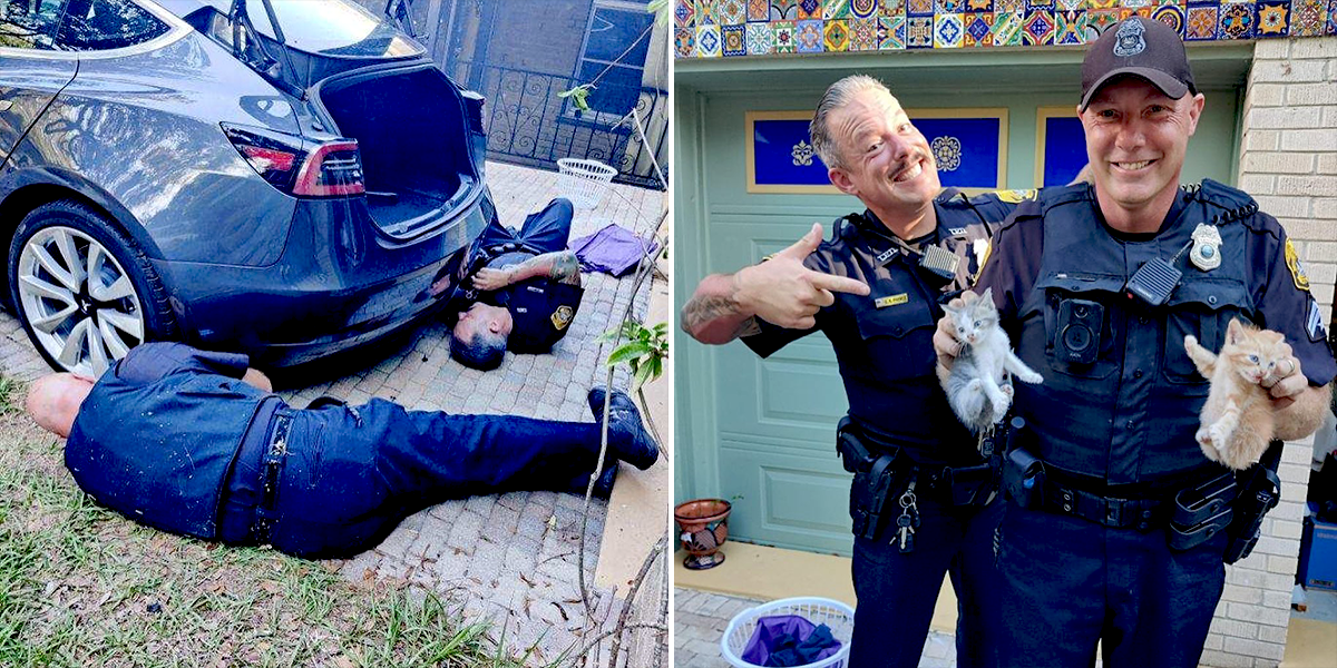 Tampa Police rescue Elon and Tessie from an electric Tesla car, Jen Tate, St. Francis Animal Rescue