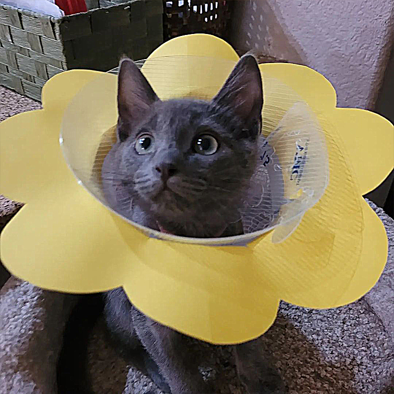 Flower the kitten wears yellow flower cone as she recovers from injuries