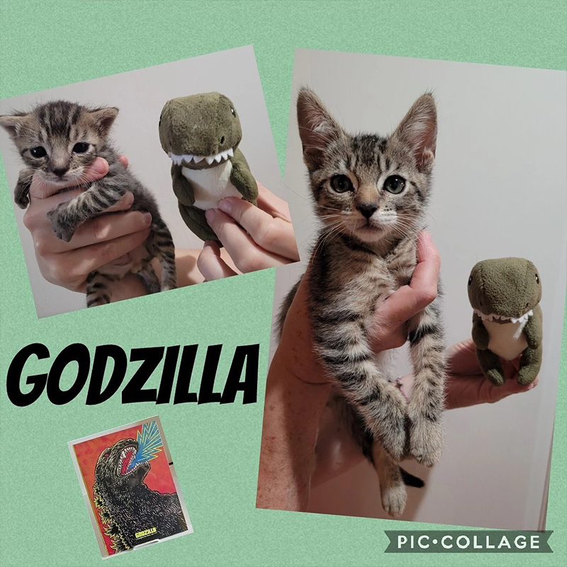 Godzilla the kitten, Andrew Murphy
