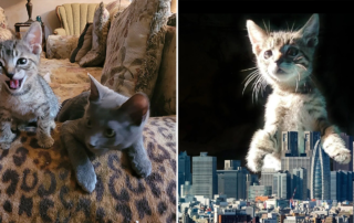 Godzilla the foster kitten, Flower, Andrea Murphy, Milos Sanctuary, Best Friends Animal Society, California