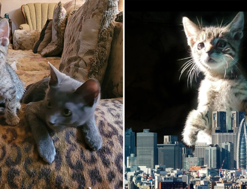 Godzilla, the Tiny Tabby Kitten Takes Over Foster Care with Bigger Pal
