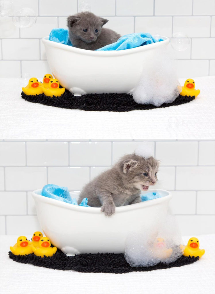 Bathtub kittens