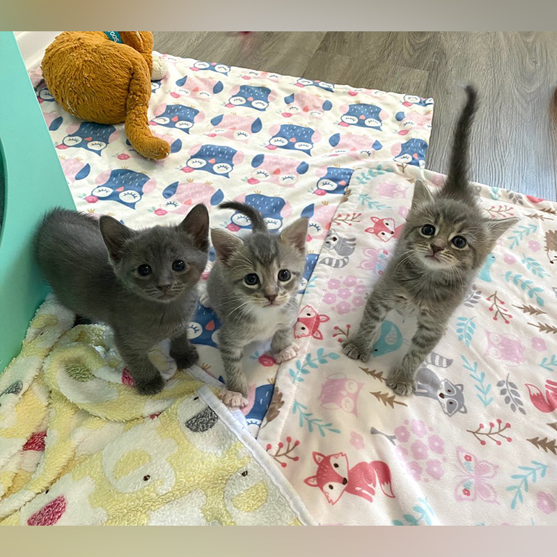 Grown up foster kitten siblings